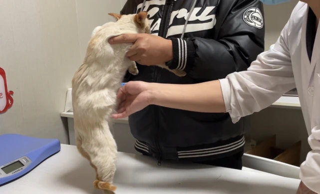 性格温顺的怀孕流浪猫无故被人虐待，可哪怕这样，猫咪依然亲人