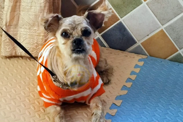 被主人遗弃在小区，见人就呲牙的流浪狗，半个月后判若两狗