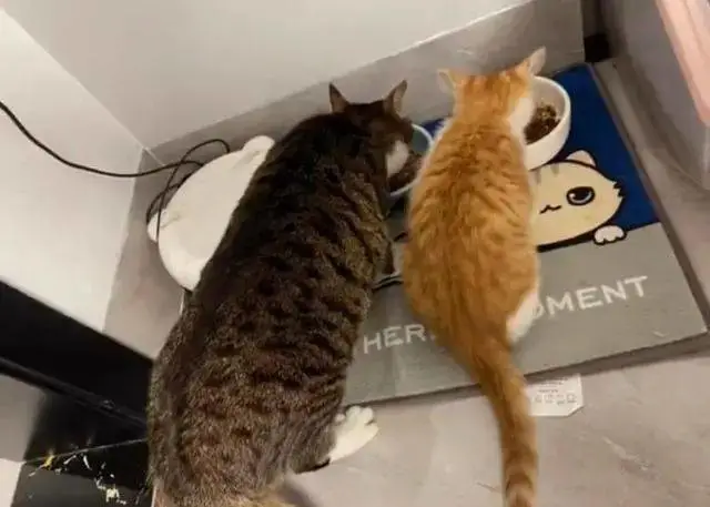橘猫患有“寄生虫”的表现，很多人都忽略了