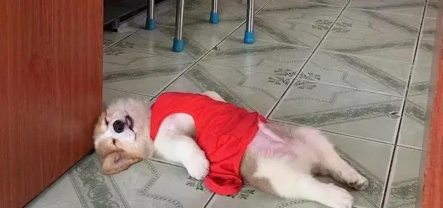 柯基犬身上有这些现象，说明被“养得好”