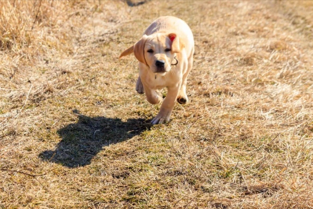 狗狗突然“疯跑”，其实有这些原因，主人了解多少