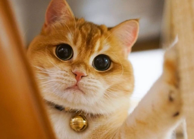 为什么越来越多人养“金渐层”？网友：养了就不想换猫了