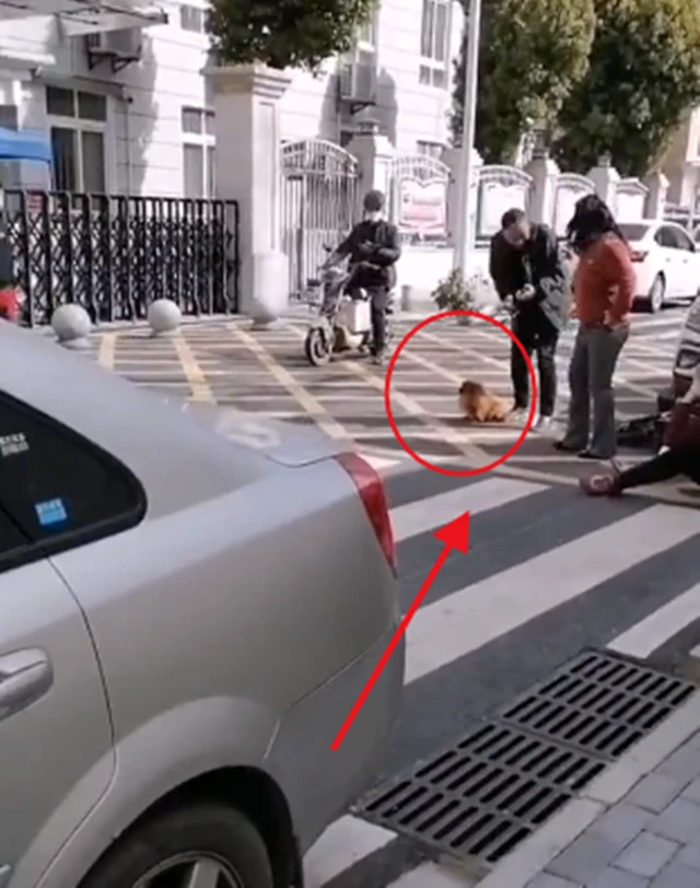 武汉一宠物狗被小伙撞伤，狗主人连扇小伙耳光：狗要是有事，打残你