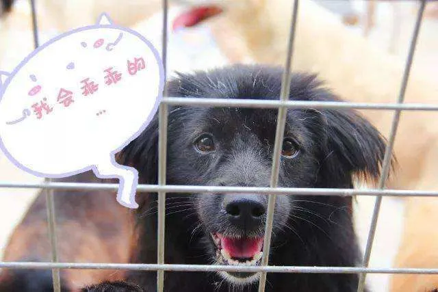 为什么很多人不愿意用“领养”代替“购买”？