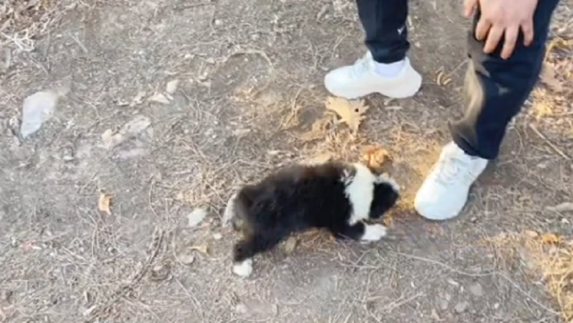 被装进麻袋扔到山里的小奶狗，如此年幼的它，到底做错了什么，竟被如此对待