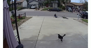 猫趣｜不讨喜的独眼猫，却在家门口迎来了属于自己的知心好友