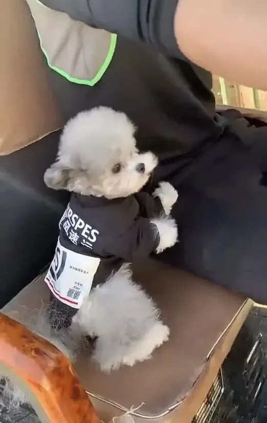 小奶狗第一次帮爸爸“送快递”，惊恐慌张的小眼神也太可爱了吧
