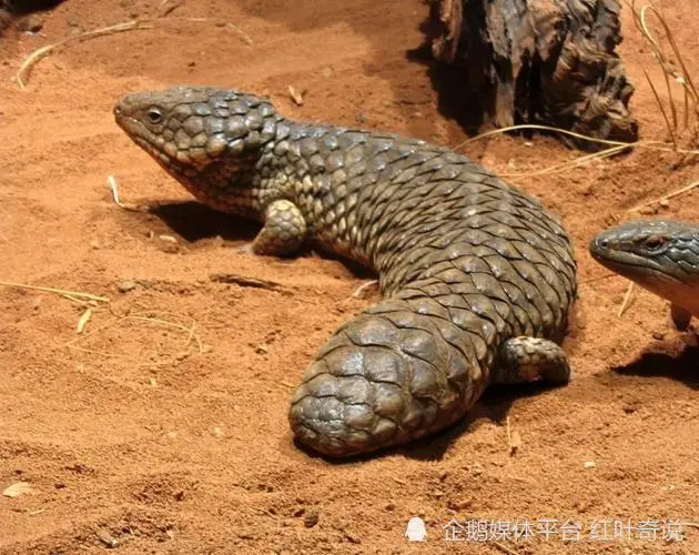 终身一夫一妻制的4种动物，秘诀很简单