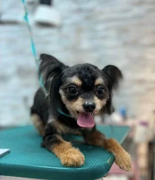 网友在路边看到会动的树根吓坏了，走近一看是流浪狗，剪完毛后美呆了