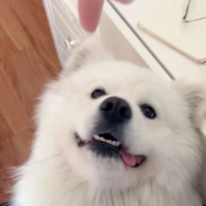 爱犬被人“顺走” 卖掉 想领回要花钱 卖狗人：费用咱AA