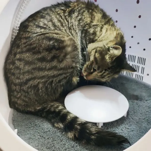 “喵”在家中坐，瓜从天上来——扑通一声，像极了掉缸的声音