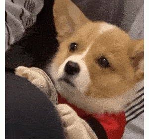 我的天！养狗的“好处”这么多，心动了