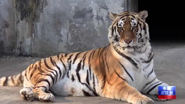 【牛城全接触·城市面孔】行走着的动物医者—-张英杰