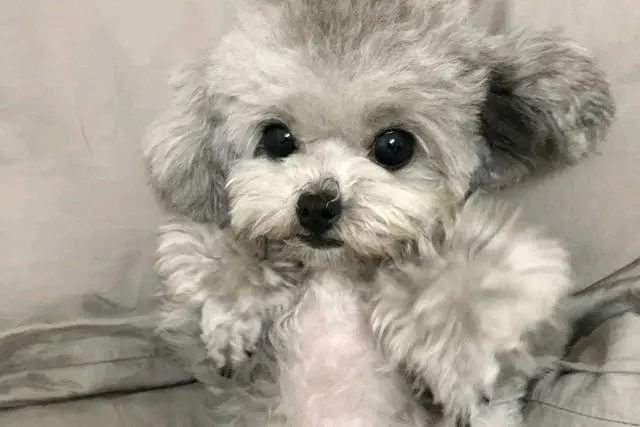 自从养了泰迪后，我才知道，原来养泰迪有这么多好处