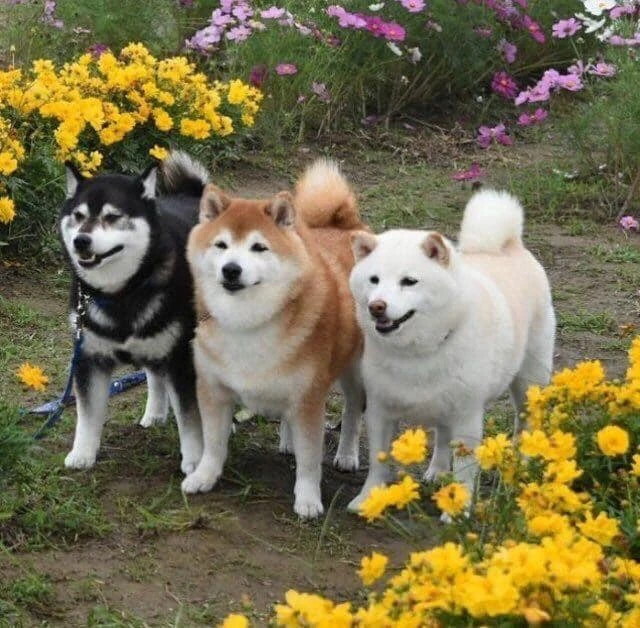 奇趣图集，这玩意儿是兔子？