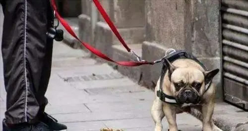 山东两恶狗撕咬4岁女童致重伤后未被处置，半个月后又咬伤6岁男童