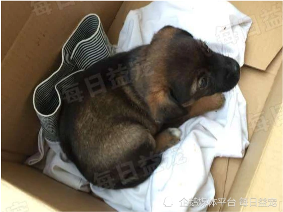 带狗狗外出散步，它突然对着水沟不停吠叫，主人过去一看气坏了