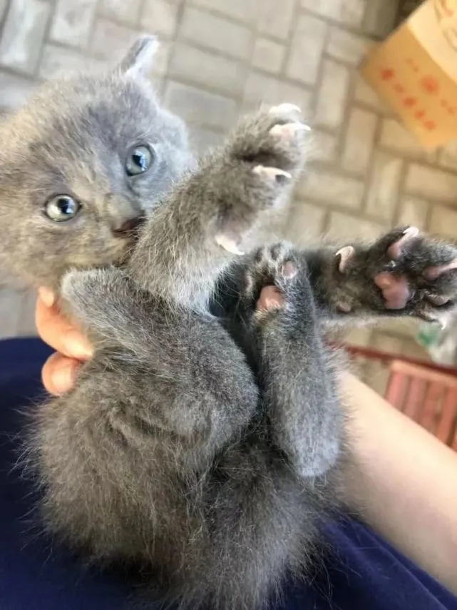 投稿｜狸花猫生了只蓝猫，遇到绑架代替购买的铲屎官，直接被撸回了家