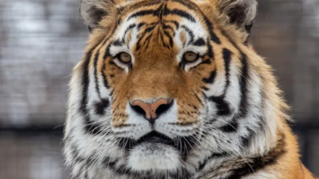 动物也抗疫！温尼伯动物园开始为动物接种 COVID-19疫苗