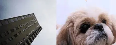 2岁女儿被咬！爸怒抓西施犬12楼丢下呛饲主：去1楼找吧，韩网怒骂