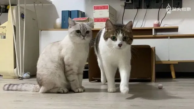 深夜鱼塘｜上门喂猫可真是个好差事