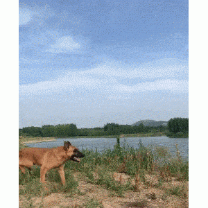 这6种的狗被“禁养”了，如果可以，你会选择拯救哪种？