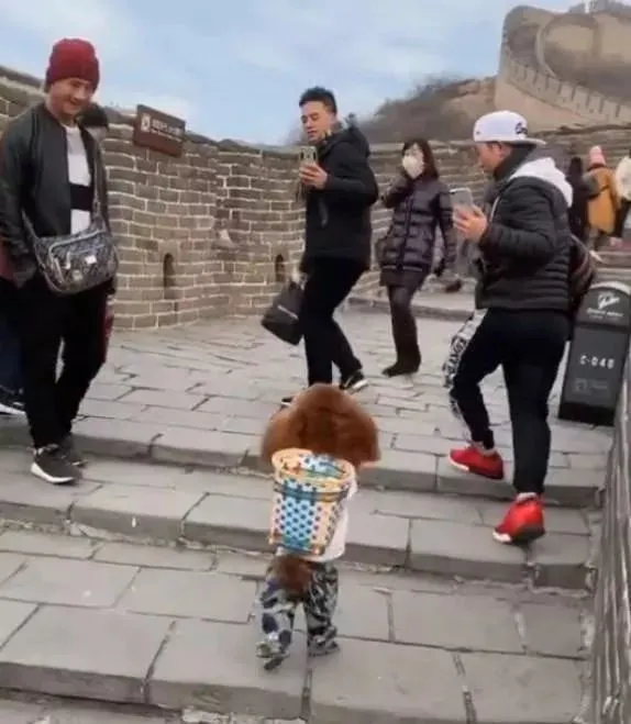 泰迪狗背着背篓爬长城，让外国人都尖叫，网友：这狗真厉害