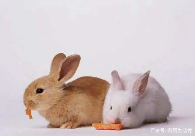 散文｜回忆童年养兎子