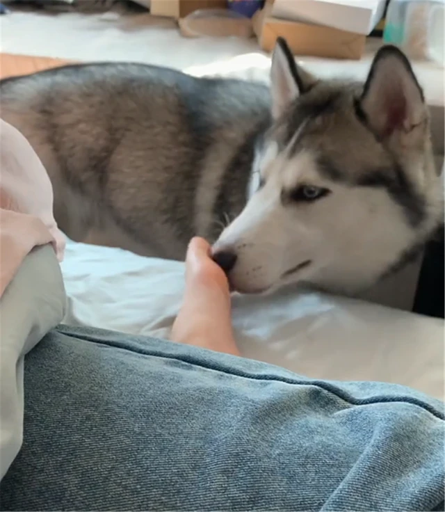 女子晚上喝断片，隔天醒来发现身边有条二哈：这狗哪里来的？