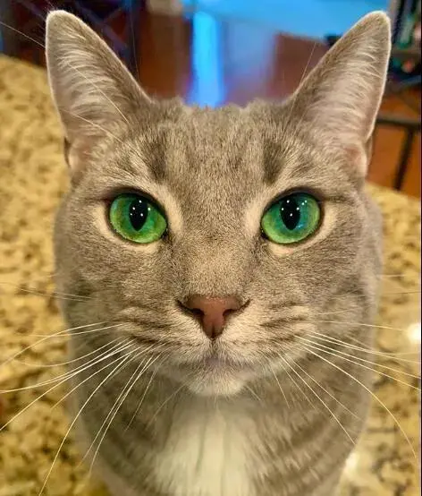 其实猫咪的“眼睛颜色”，暴露了它的性格，你知道吗？