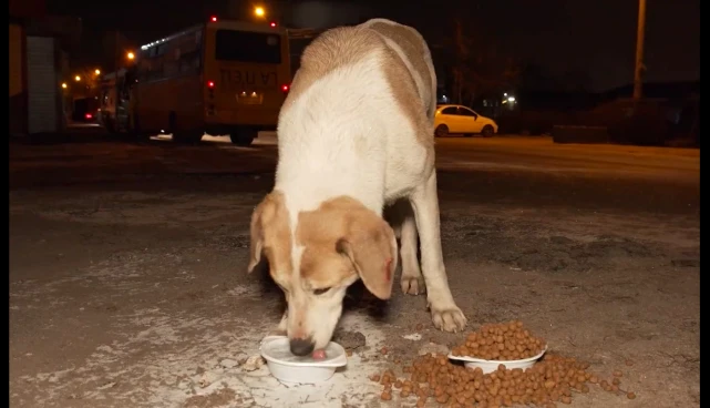 流浪狗在街头游荡，小姐姐抛出橄榄枝，它却没勇气跨出最后一步！
