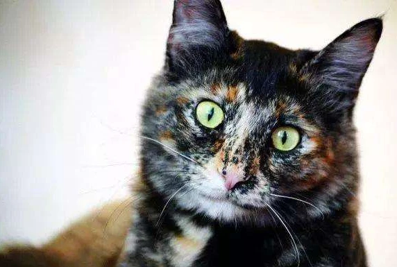 养一只“土猫”多香啊，只有养过的人才能体会！