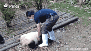 委屈的熊猫团子 为什么奶爸不抱我