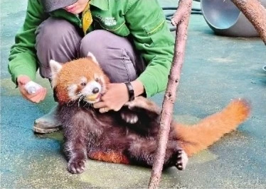 偏胖小熊猫要少吃苹果多运动