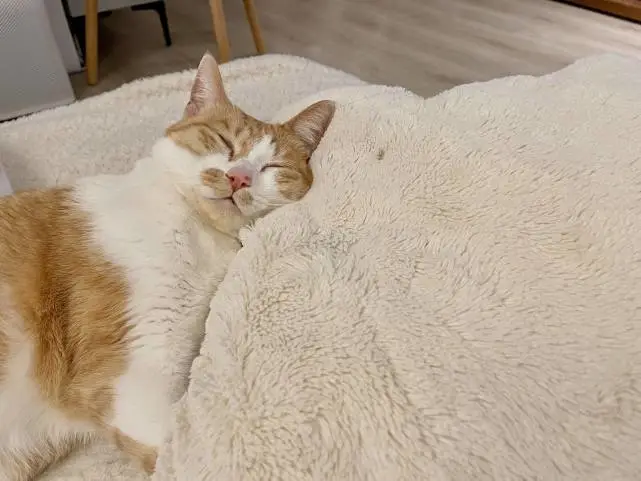 帮毛孩子找到家，“搜栖SOQI”打造一站式领养平台