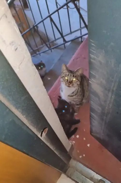 母猫带着4个孩子找上门，一点要走的意思都没：你看着办吧