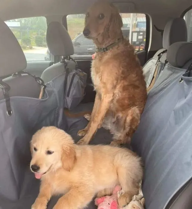 我家狗一直过得很开心，直到我养了第二只狗