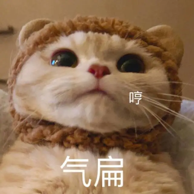 猫咪最讨厌的10件事，你做过几件？