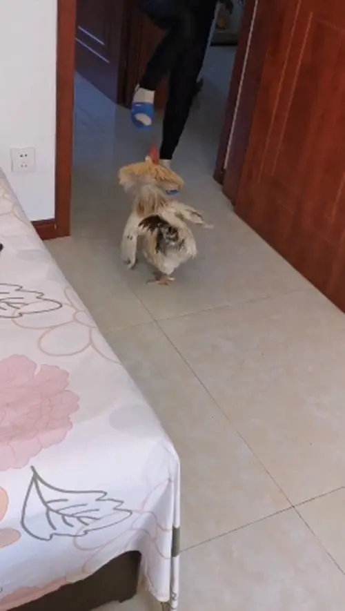 公鸡每天早上，准时飞上床头叫主人起床：这“闹钟”也太负责了吧