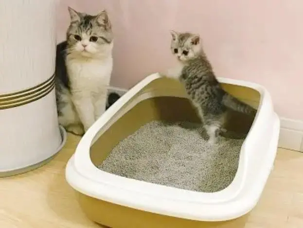 为什么猫咪排便后不掩埋，反而用力刨猫砂盆和空气？