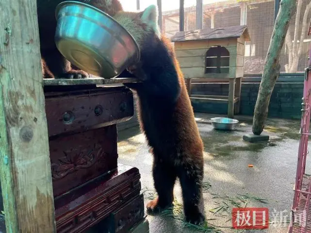 饭来张口的日子过去了，跳起来“摘桃子”！武汉动物园小熊猫下决心减减肥