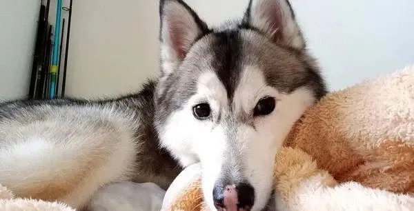 家里突然闯进一只哈士奇，它却像是回到自己家一样自在！