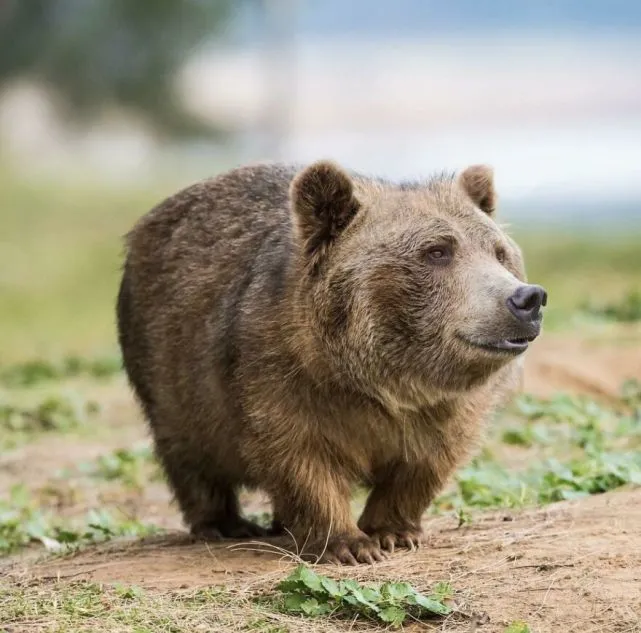 假如动物之间没有生殖隔离，将会进化出各种奇怪的动物