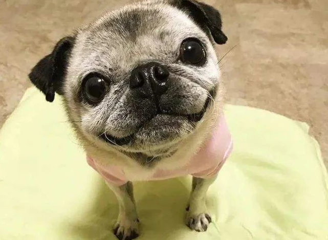 养巴哥犬养到老，要不你就别养！