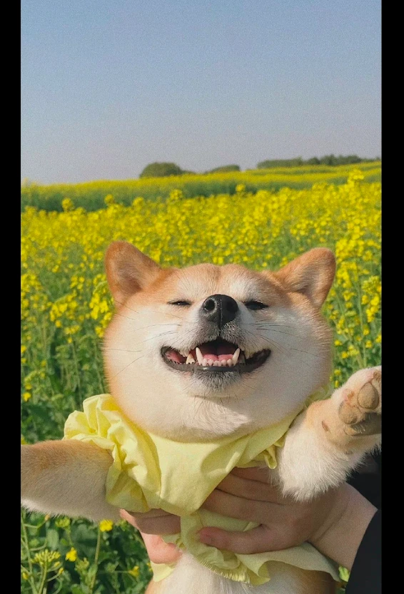 网友带柴犬去看油菜花，它笑得也太开心了，这是回到了大本营了？