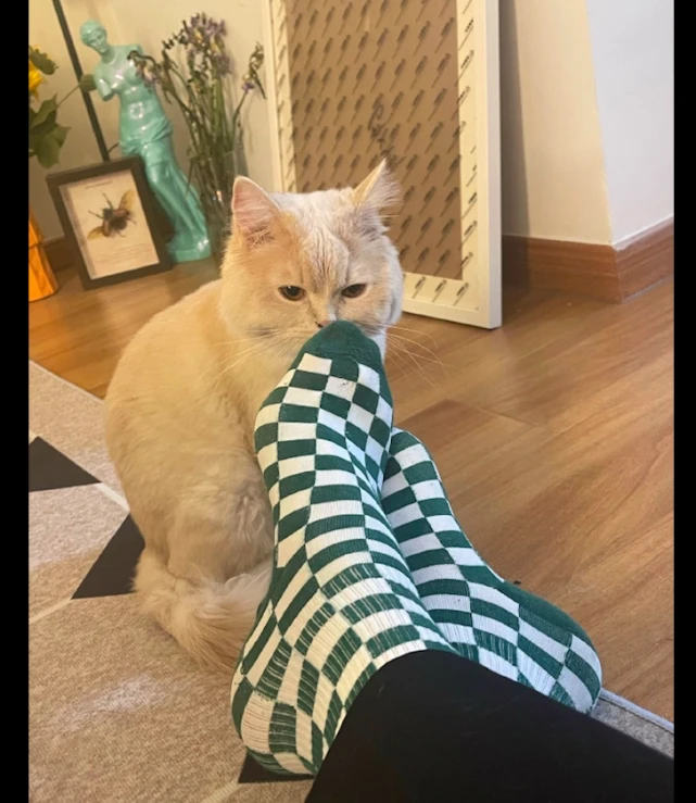 猫咪主动去闻主人的臭脚，确认他是否在外偷懒，猫：很臭，很好！