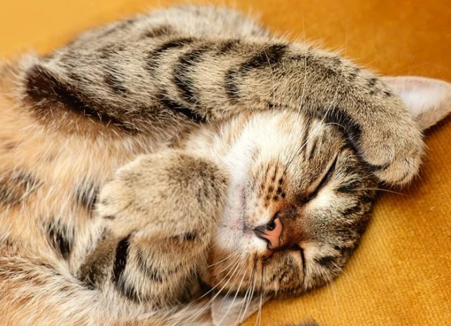 为什么猫在睡觉时，喜欢“捂脸”了？其实有这些意思！