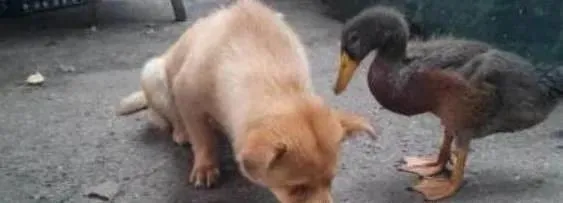 有一只流浪狗和一只鸭子相依为命，狗狗双目失明，而鸭子却死在垃圾堆！