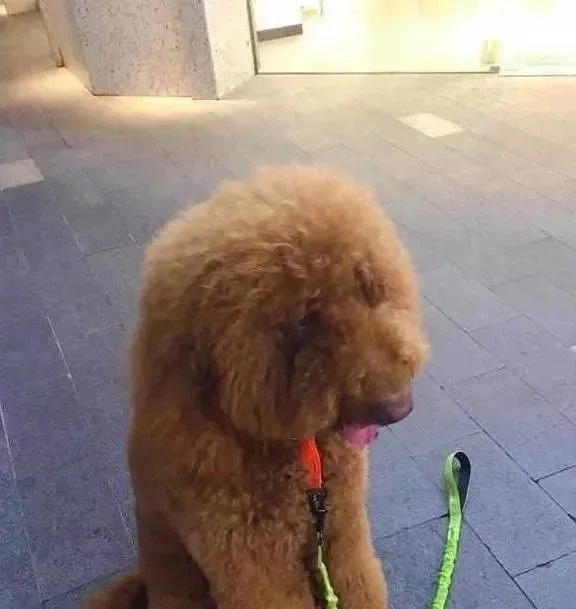 主人买衣服让泰迪在门口等，狗狗乖乖在外面坐着，像个可爱的孩子