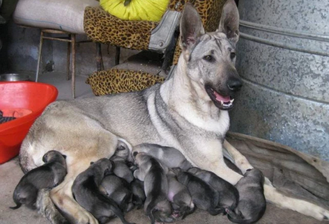 有机会捡到这几种狗，把它带回家吧，它会用余生来报恩